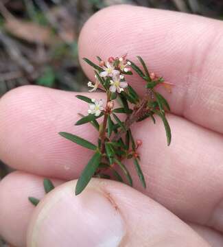 Image de Micrantheum ericoides Desf.