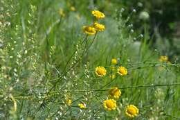 Image of Tanacetum kittaryanum (C. A. Mey.) Tzvel.