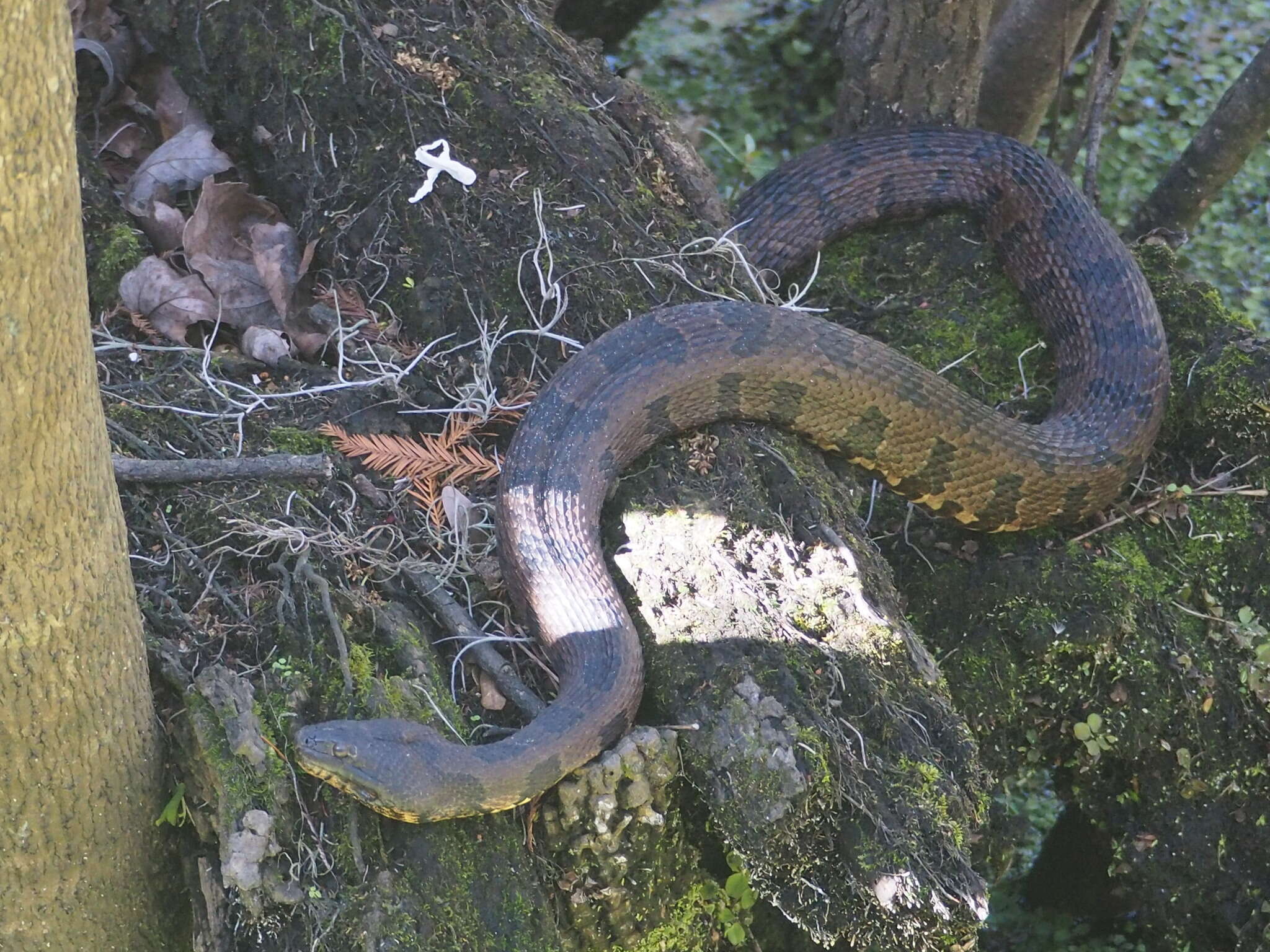 Слика од Nerodia taxispilota (Holbrook 1838)