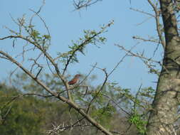 Image of African Firefinch