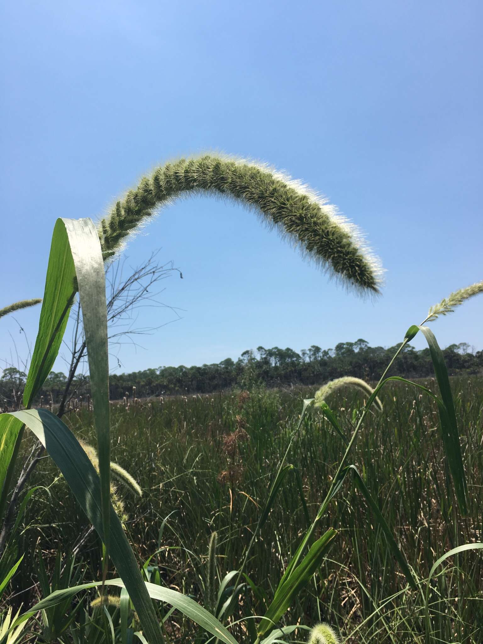 Image de Setaria magna Griseb.