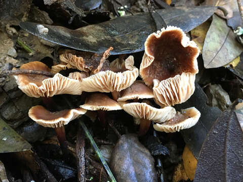 Imagem de Gymnopus brassicolens (Romagn.) Antonín & Noordel. 1997