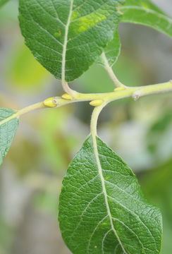 Image of goat willow