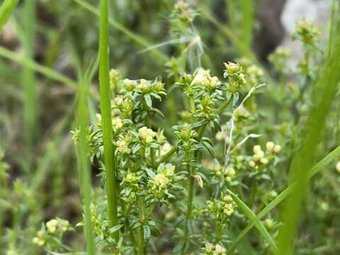 Image of Asperula conferta Hook. fil.