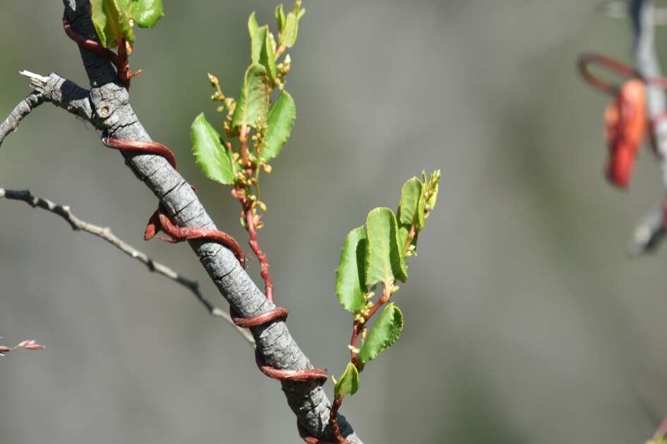 Image of Muehlenbeckia adpressa (Labill.) Meisn.