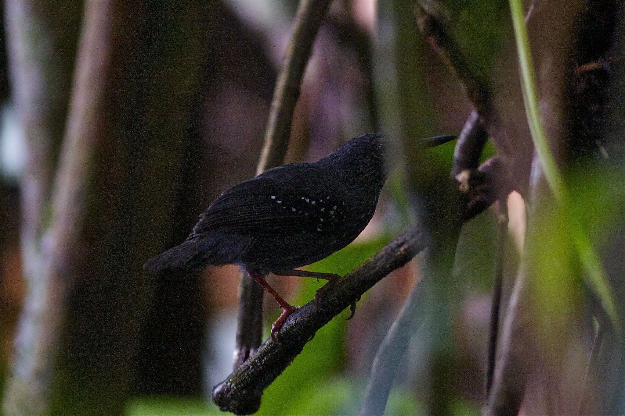 Image of Sclateria Oberholser 1899