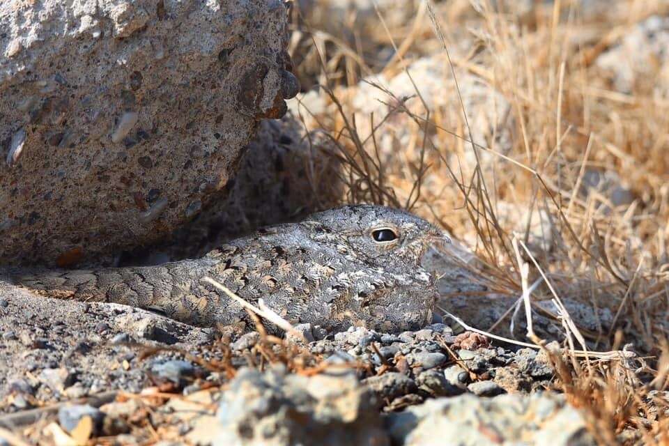 Image of Egyptian Nightjar