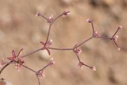 Image of unarmed buckwheat