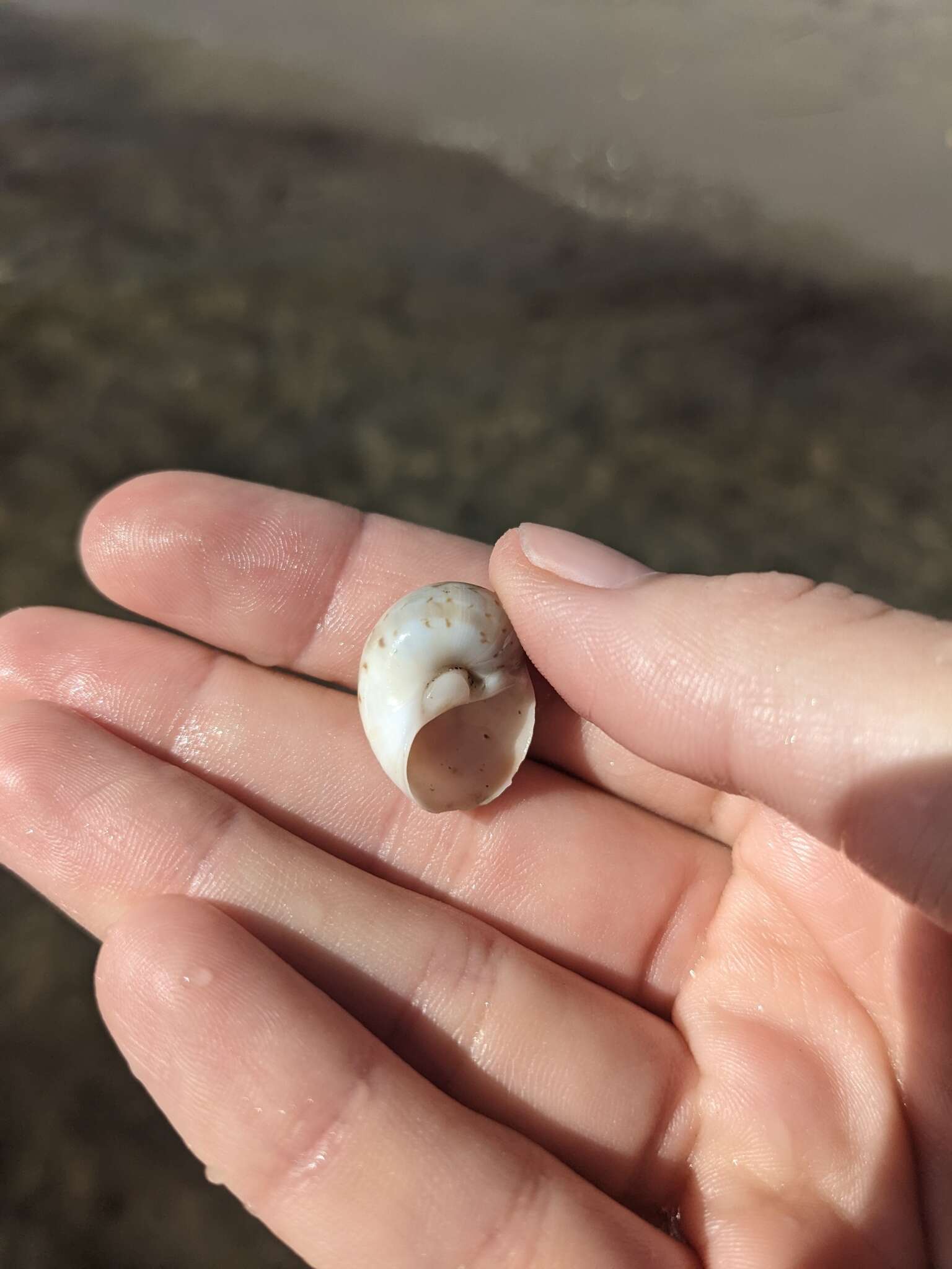 Image of colorful Atlantic moonsnail