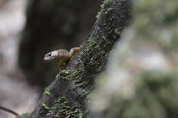 Image of Rainforest Water-skink