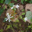 Image of Adenostemma platyphyllum Cass.