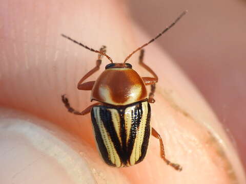 Cryptocephalus bispinus Suffrian 1858 resmi