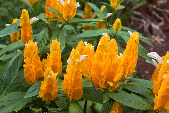 Image of lollipop-plant