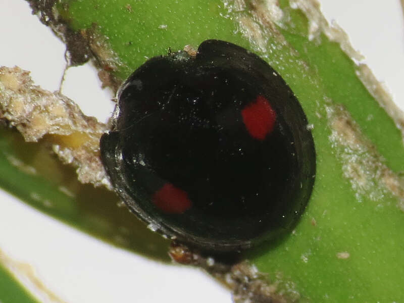 Image of Ladybird beetle