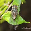 Image of Euterpnosia alpina Chen 2005