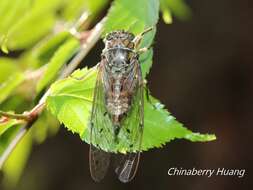 Image of Euterpnosia alpina Chen 2005