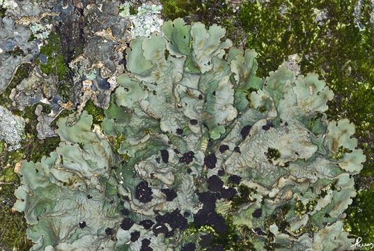 Image of <i>Lobaria amplissima</i> (Scop.) Forssell