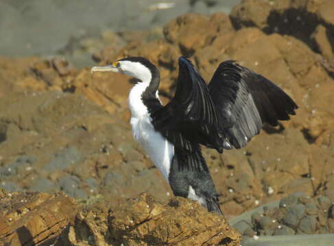 Image of Australian Pied Cormorant