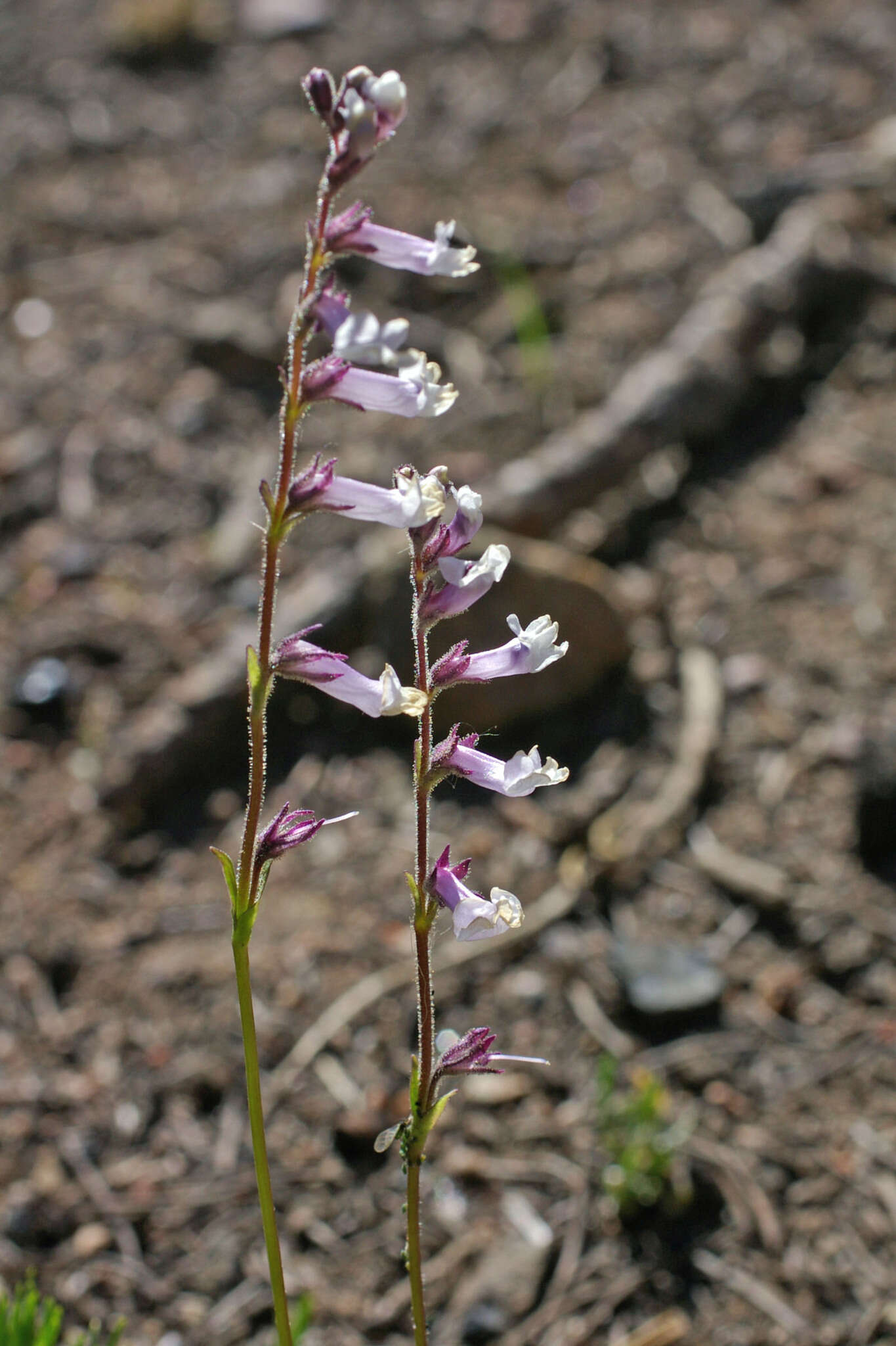 Imagem de Chionophila tweedyi (Canby & Rose) Henderson