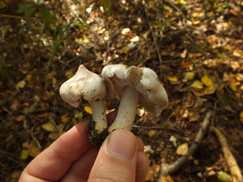 Image of Tricholoma umbonatum Clémençon & Bon 1985