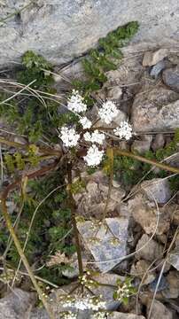 Image of Gingidia decipiens (Hook. fil.) J. W. Dawson