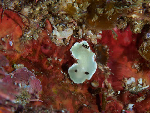 Glossodoris angasi Rudman 1986的圖片