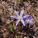 Image of dwarf brodiaea