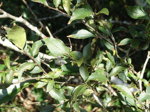 Plancia ëd Photinia parvifolia (Pritz.) C. K. Schneider