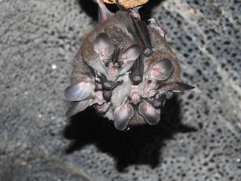 Image of big-eared woolly bat