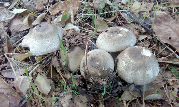 Image of Dark scaled mushroom