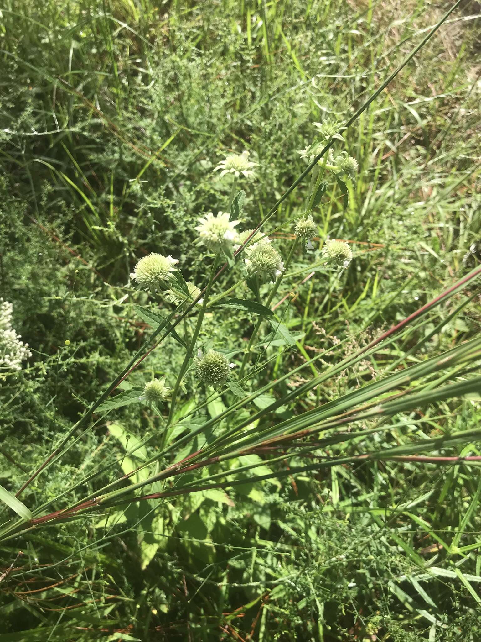 Image of clustered bushmint