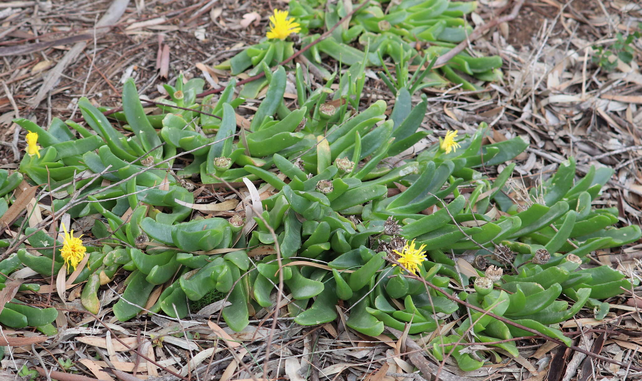 Image of Glottiphyllum longum (Haw.) N. E. Br.