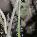 Image of Dryopteris pseudocaenopteris (Kunze) Li Bing Zhang