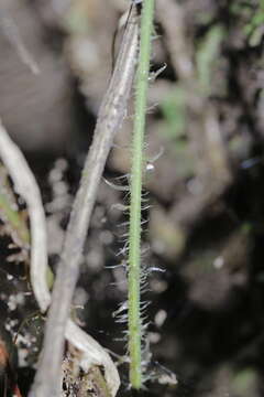 Image of Dryopteris pseudocaenopteris (Kunze) Li Bing Zhang
