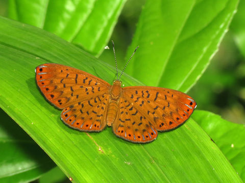 Image of <i>Metacharis victrix</i> Hewitson 1870