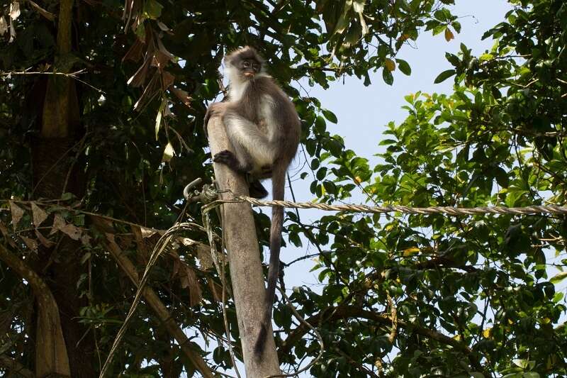 Image of Pale-thighed Langur