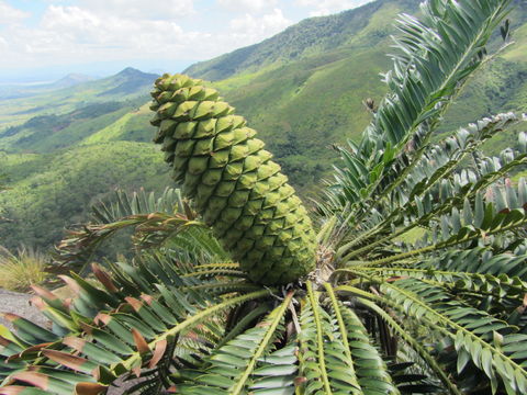 Image of Gorongo Cycad