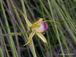 Image of Swamp spider orchid