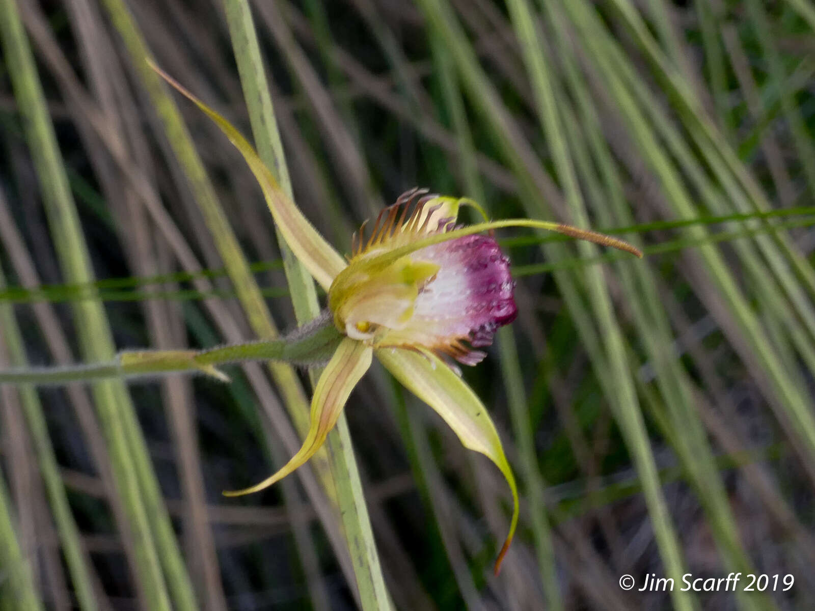 Image of Swamp spider orchid