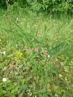 Image of Grass Vetchling