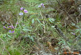 Glycine clandestina Wendl. resmi