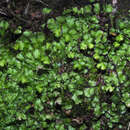 Image of Asterella africana (Mont.) Underw. ex A. Evans