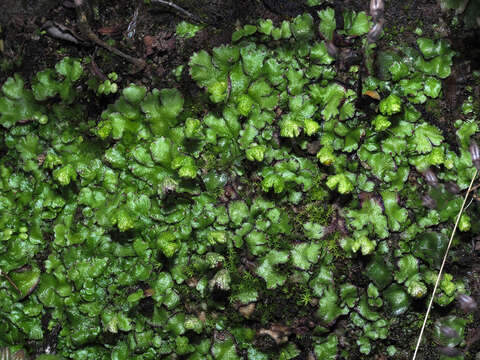 Image of Asterella africana (Mont.) Underw. ex A. Evans