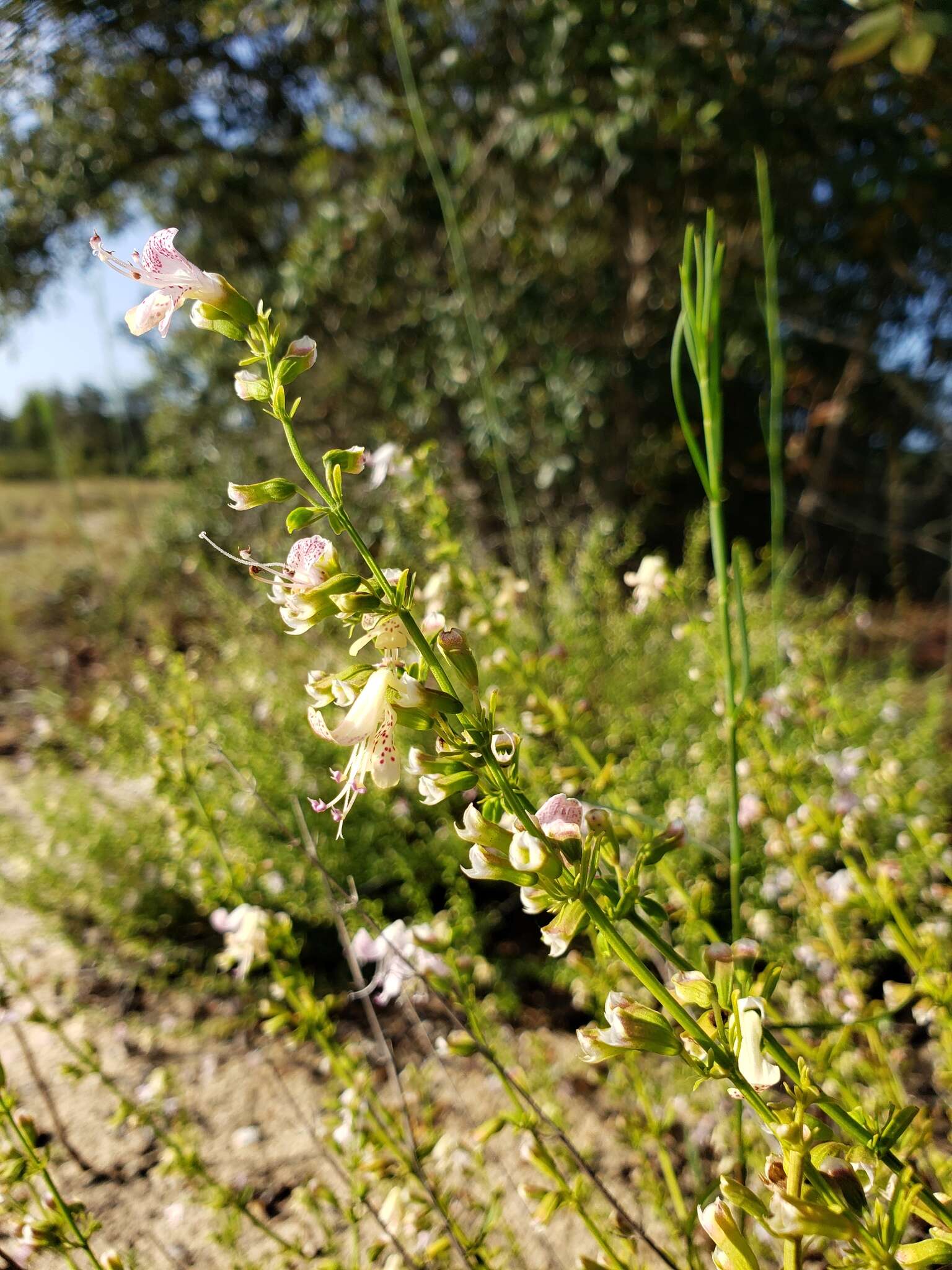 Imagem de Dicerandra frutescens subsp. modesta Huck