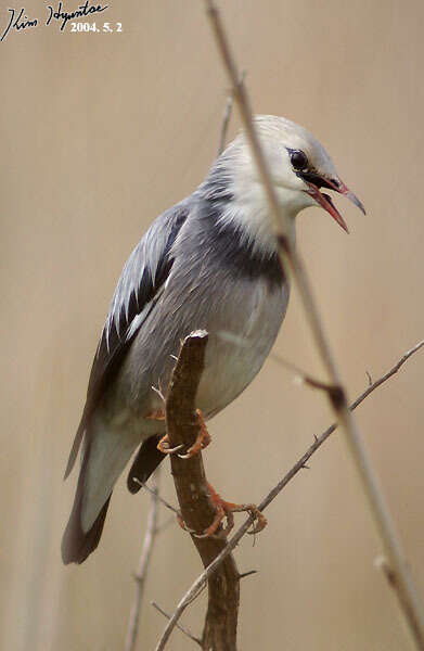 Image of Red-billed Starling