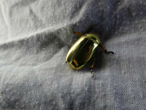 Image of Chrysina resplendens (Boucard 1875)