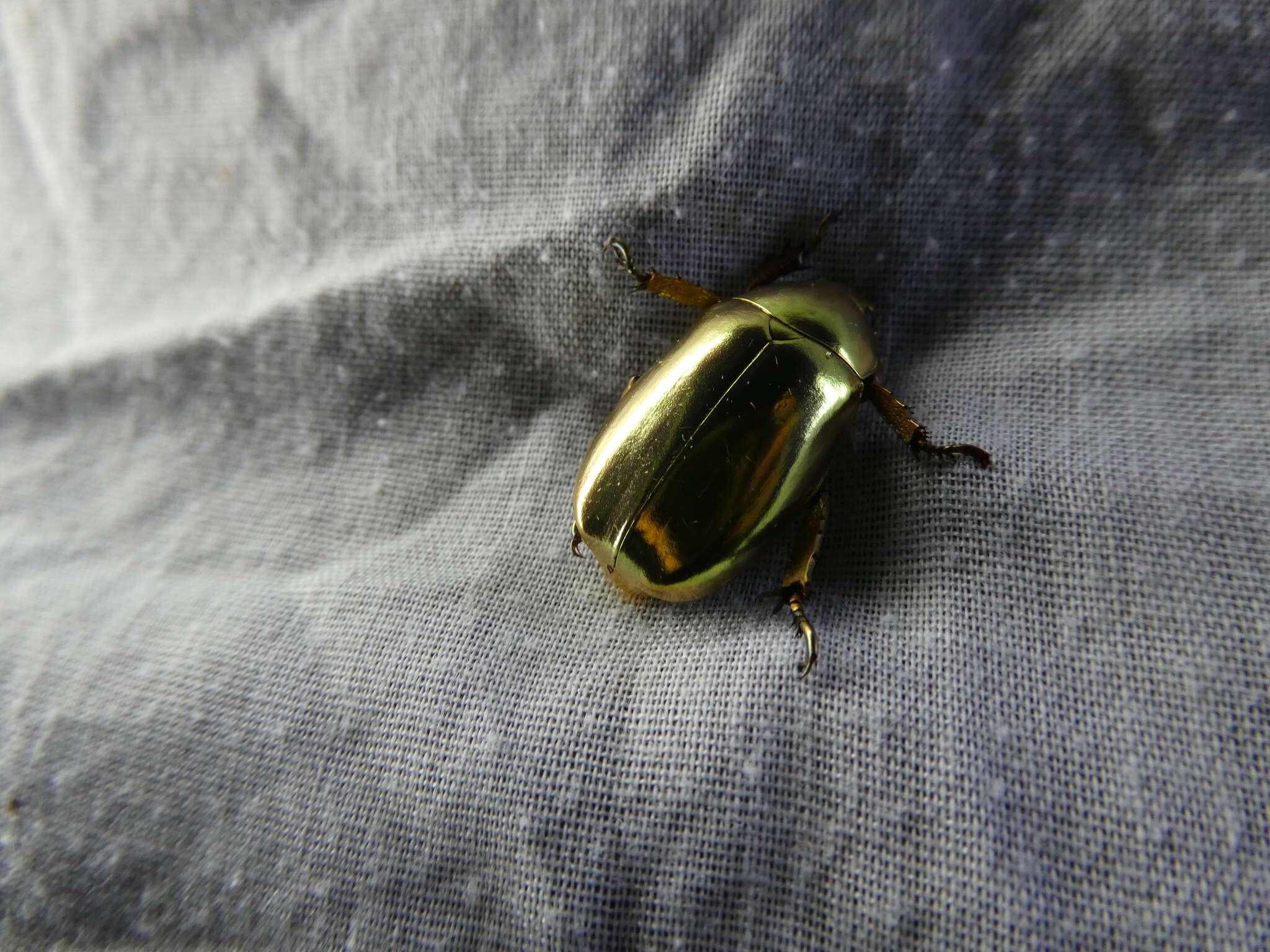 Image of Chrysina resplendens (Boucard 1875)