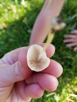 Image of Conocybe romagnesii Hauskn. & G. Moreno 2005