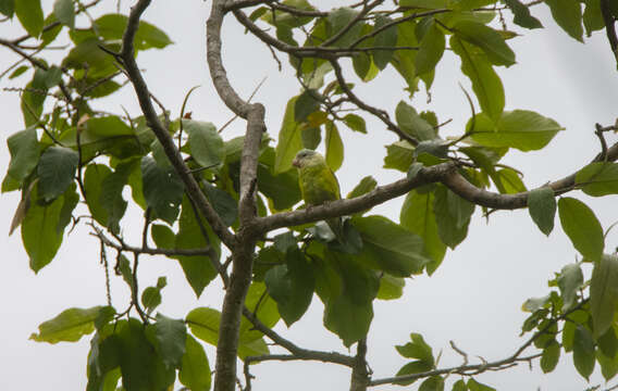 Image of Gray-cheeked Parakeet