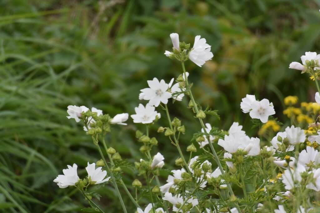 Image of musk mallow